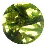 GOARTEA Supreme Seven Leaf Jiaogulan Gynostemma Chinese Herbal GREEN TEA Loose Leaf